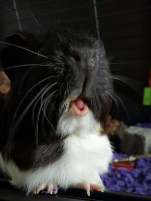 20935047_10155463567771142_4472342351944391631_o